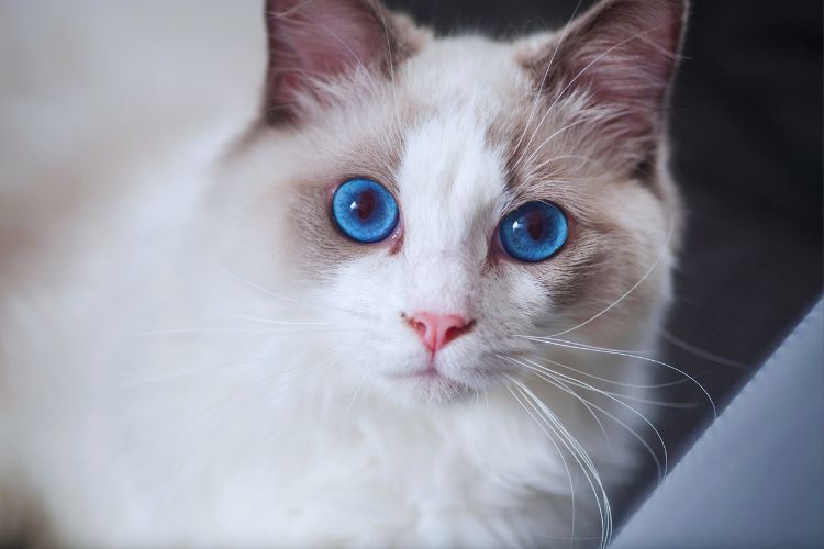 gato ragdoll de olhos azuis