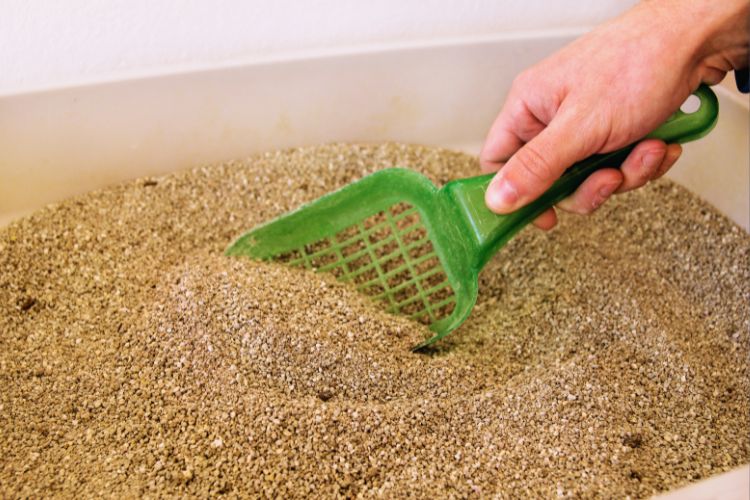 mulher limpando caixa de areia de gato