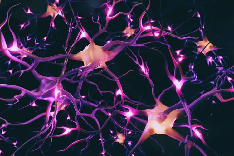  rede de neurônios