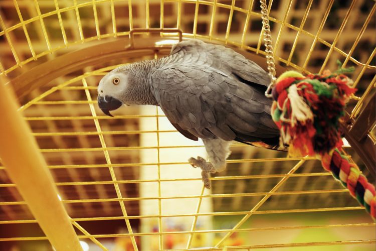 papagaio cinza africano   na gaiola