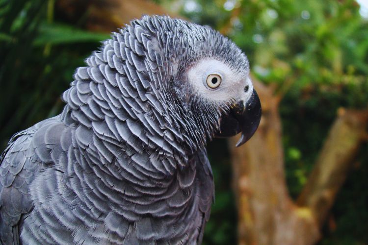 papagaio cinza africano no jardim
