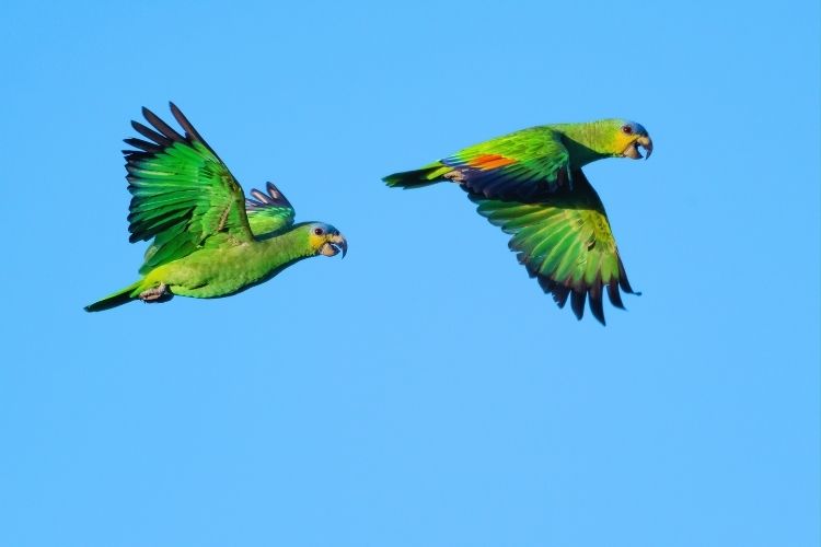 papagaio do mangue voando
