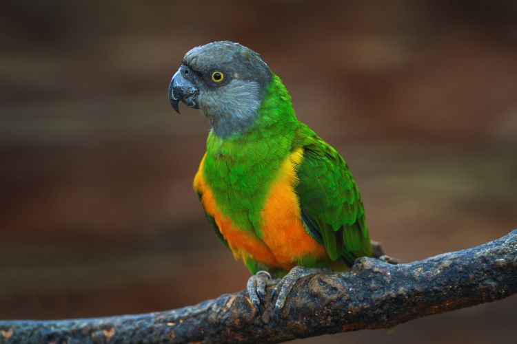 papagaio do Senegal no poleiro