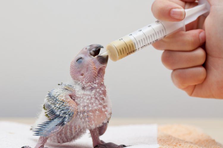 papagaio filhote sendo alimentado 