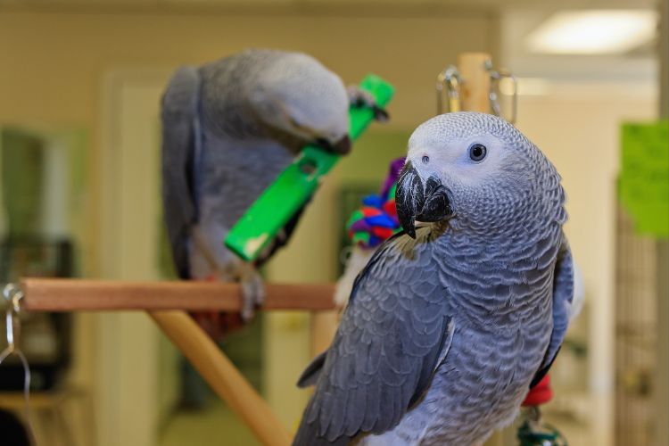 papagaio cinza  africano com brinquedo