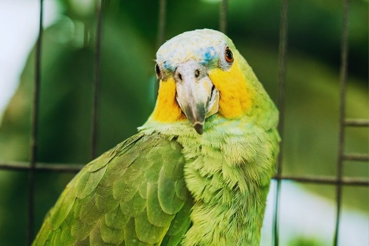 papagaio do mangue na gaiola