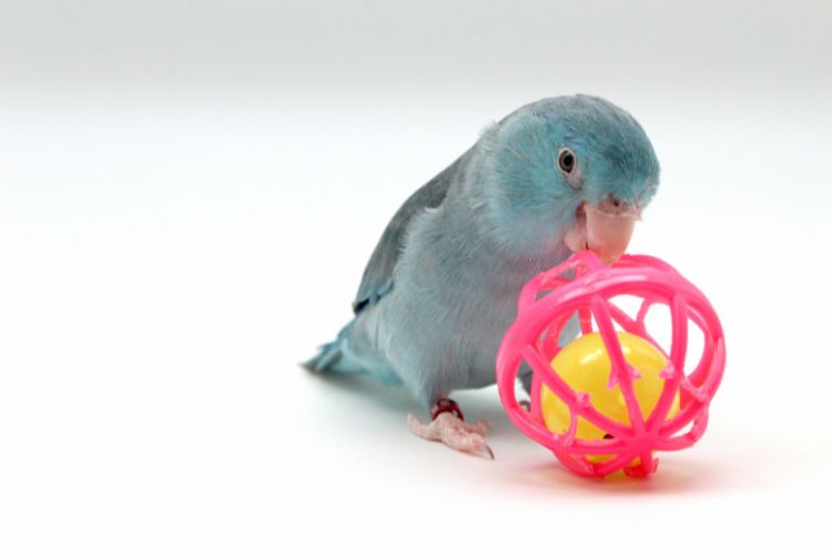 papagio filhote azul com brinquedo