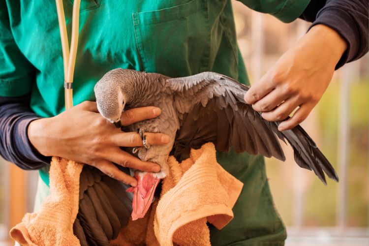 papagaio filhote no veterinário