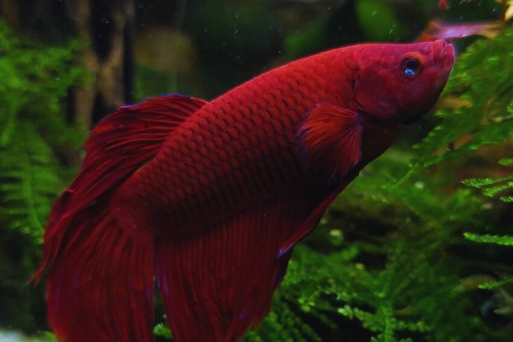 peixe betta vermelho entre as plantas do aquário