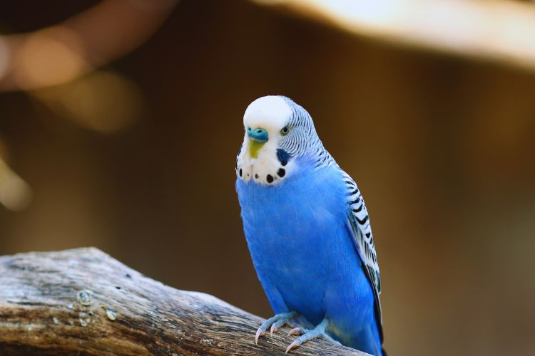 periquito australiano azul