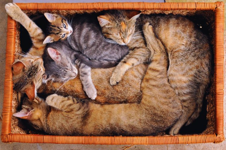 vários gatos dentro de caixa
