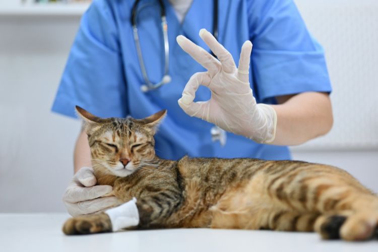 veterinário com luvas cuidando de gato