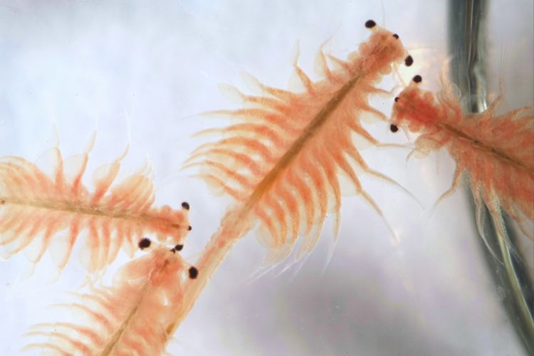 artemia salina no aquário