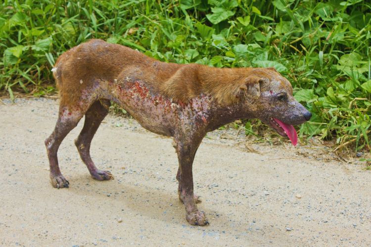 cachorro com feridas provocadas por sarna