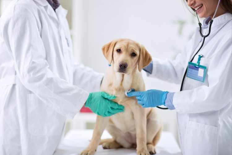 cachorro e seu veterinário