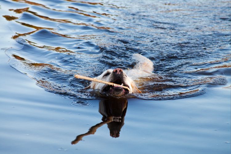 cachorro labrador brincando na água