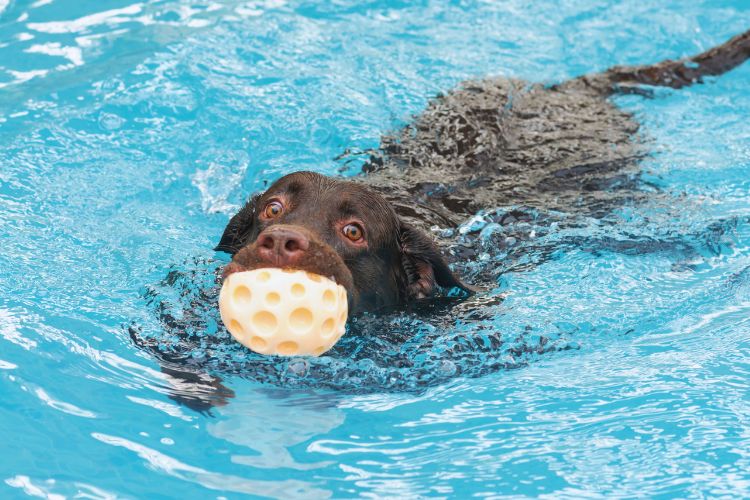 cachorro labrador com bola na água
