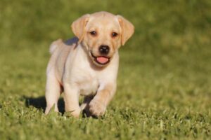 cachorro labrador correndo