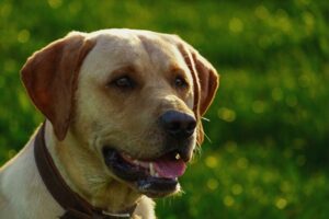 cachorro labrador misturado com vira lata