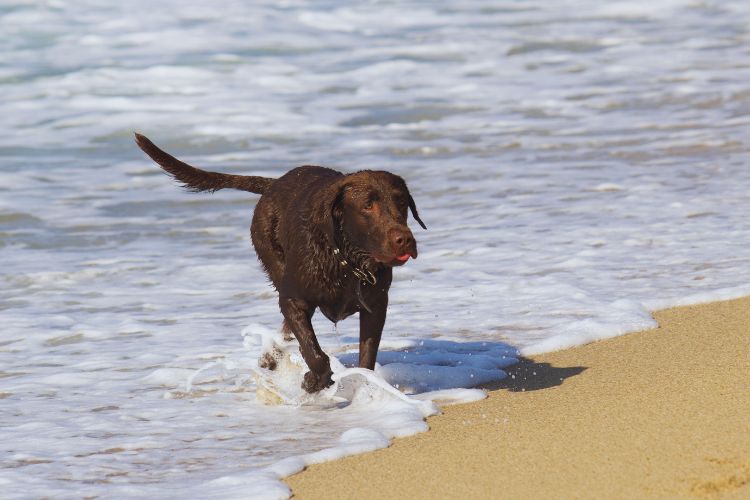 cachorro labrador na praia
