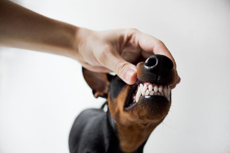 cachorro pinscher com dentes a mostra