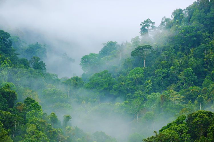 florestra tropical com neblina