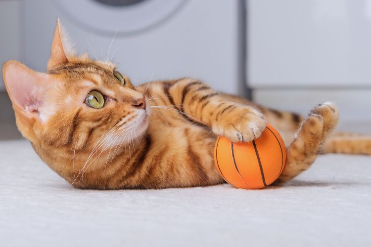 gato bengal brincando com bola