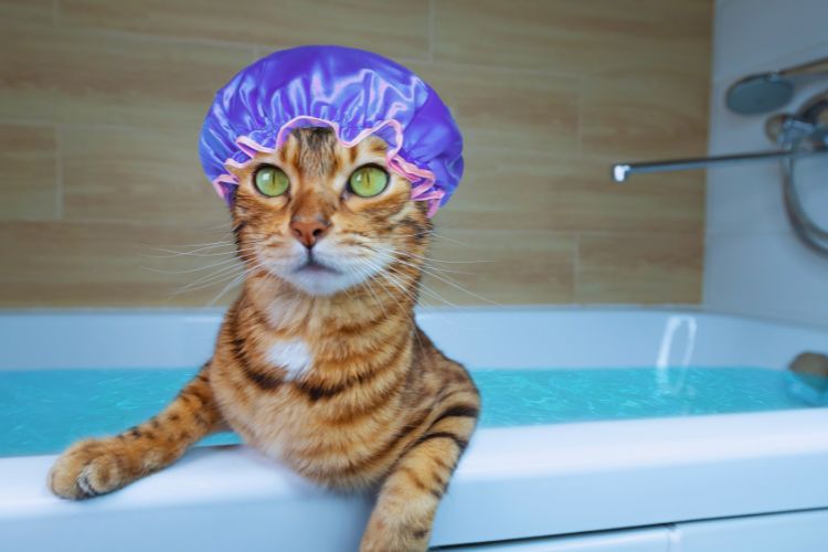 gato bengal tomando banho 