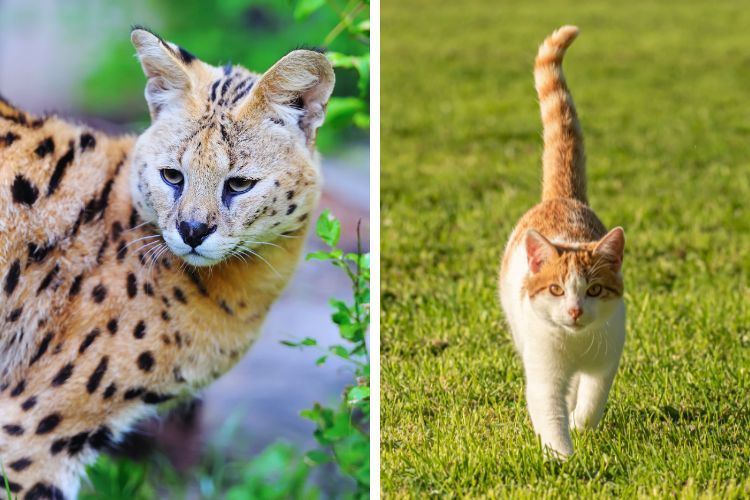 gato domestico e gato serval