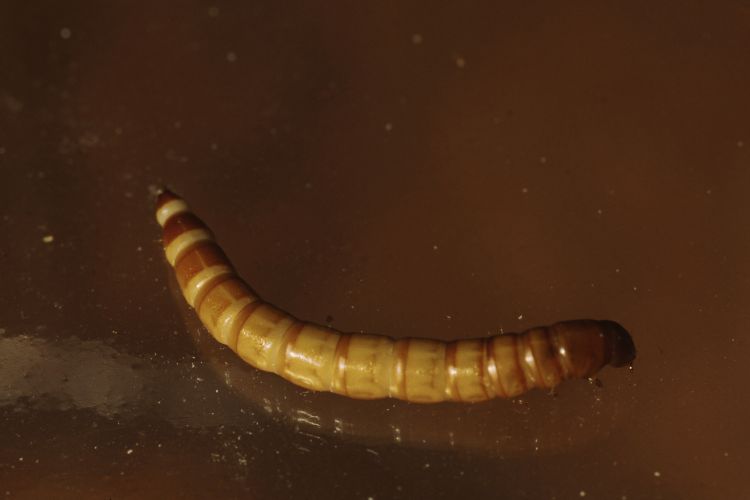 larva tenebrio molitor