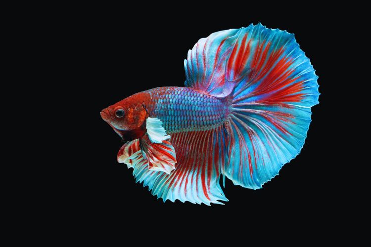 peixe betta colorido nadando 