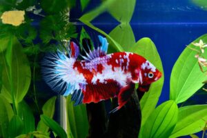 peixe betta multicolorido em aquário