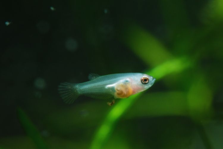 peixe guppy filhote entre as plantas