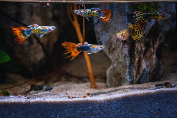 peixes guppy em aquário com substrato