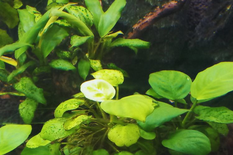 plantas anubias em aquário 