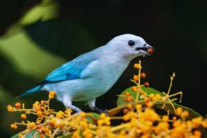 sanhaço comendo frutas