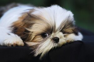 cachorro shih tzu triste