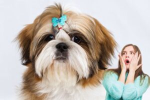 shih tzu com laço na cabeça