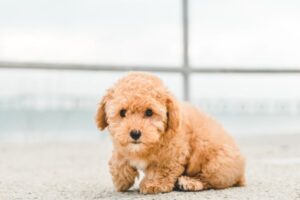 shih tzu misturado com poodle sentado