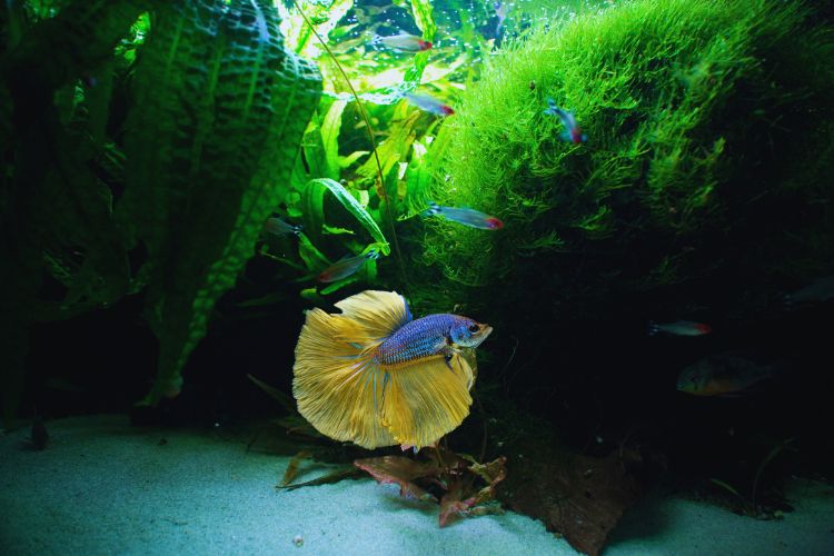 substrato no aquário