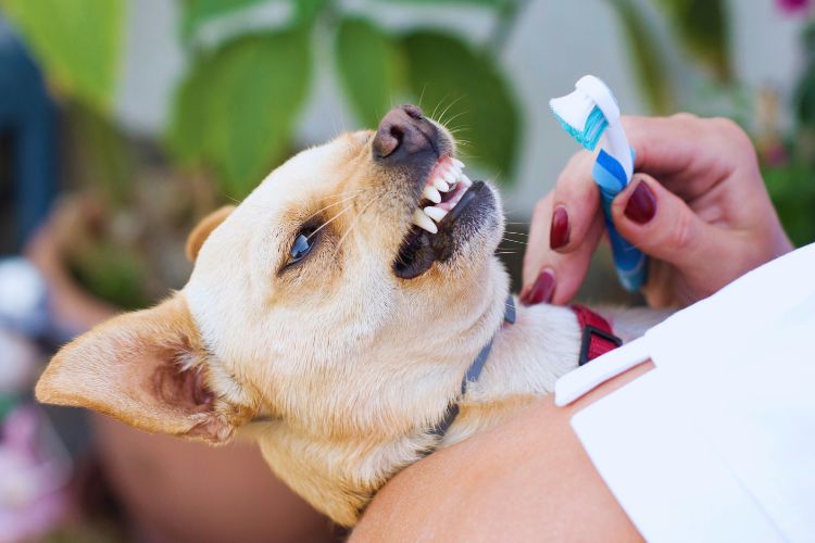 achorro Chihuahua com dentes escovados
