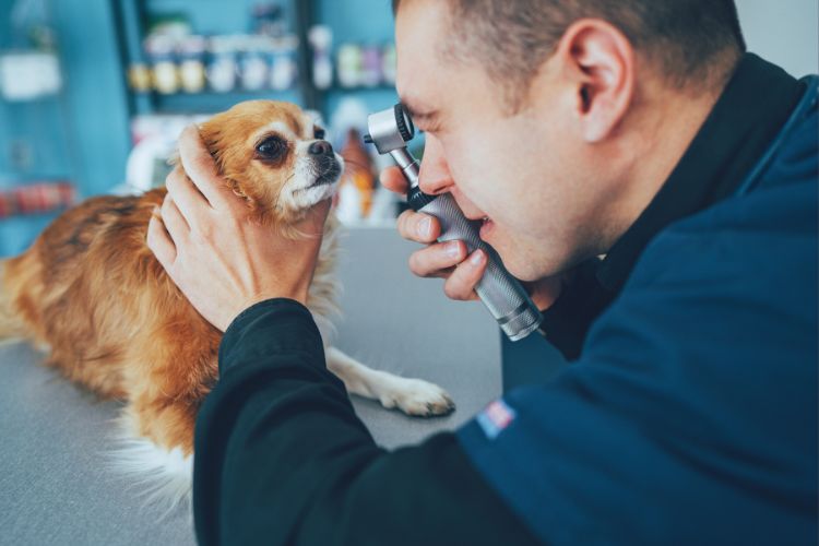cachorro Chihuahua com veterinário