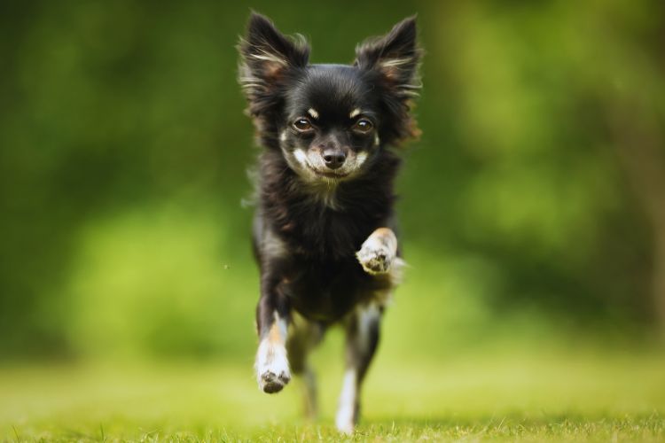 cachorro Chihuahua correndo na grama