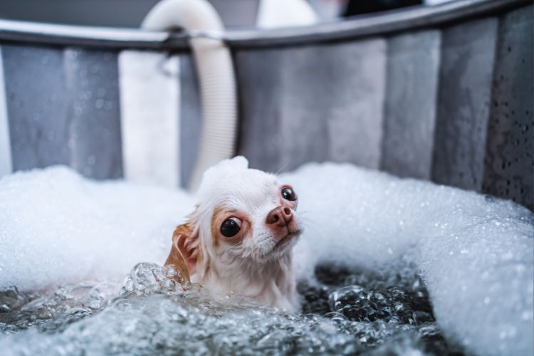 cachorro Chihuahua dentro da banheira