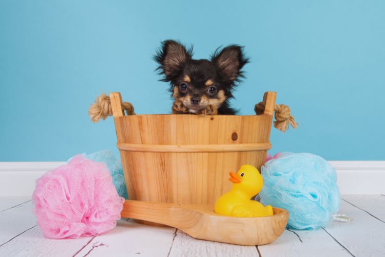 cachorro Chihuahua na hora do banho