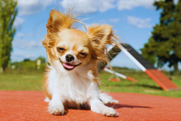 cachorro Chihuahua no parque solto