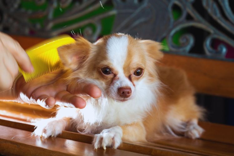 cachorro Chihuahua tendo o pelo escovado