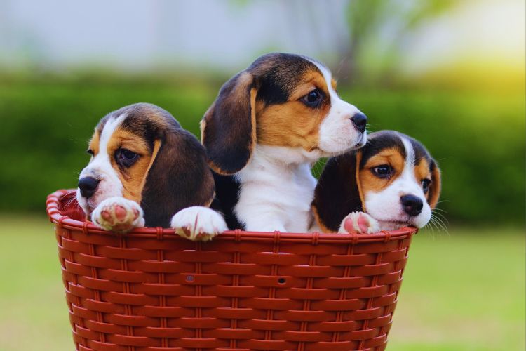 cachorro beagle em cesta no jardim