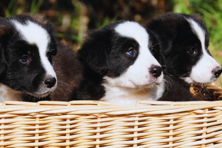 cachorro border collie filhote dentro de cesta