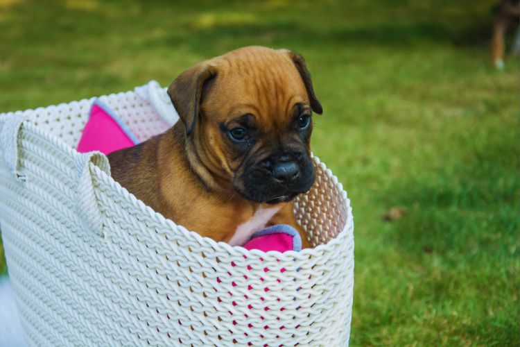 cachorro boxer filhote em cesta